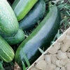 Squash (Summer) - Dark Green 2 Squash (Summer) - Dark Green -Speed now Squash Dark Green seeds