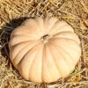 Squash (Winter) - Long Island Cheese 2 Squash (Winter) - Long Island Cheese -Speed now Squash Long Island Cheese seeds b16a3ced eee8 4bb7 a090 53327d6e4000