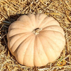 Squash (Winter) - Long Island Cheese