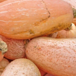 Squash (Winter) - Banana, Pink JUMBO