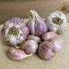 Garlic - (Hard Neck) Svea (Organic) 1 Garlic - (Hard Neck) Svea (Organic) -Speed now SveaGarlic