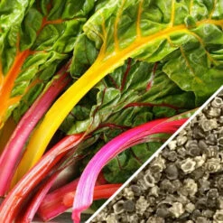Swiss Chard - Rainbow Mix 13 Swiss Chard - Rainbow Mix -Speed now Swiss Chard Rainbow Mix seeds