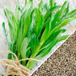 Tarragon (Dragon Wort) 22 Tarragon (Dragon Wort) -Speed now Tarragon herb seeds