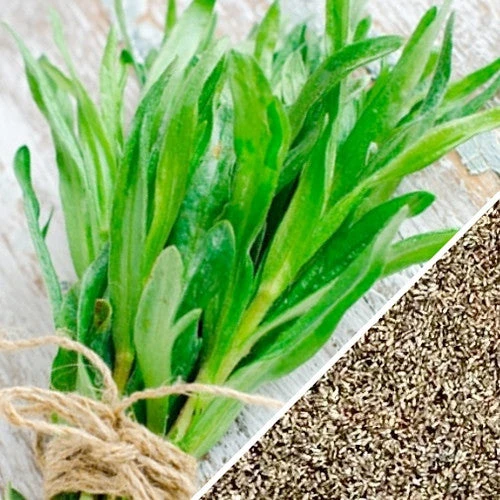 Tarragon (Dragon Wort) 12 Tarragon (Dragon Wort) - Image 10