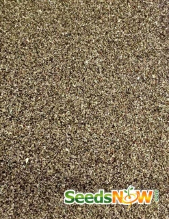 Tarragon (Dragon Wort) 20 Tarragon (Dragon Wort) -Speed now Tarragon seeds 2