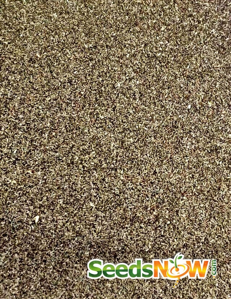 Tarragon (Dragon Wort) 10 Tarragon (Dragon Wort) - Image 8