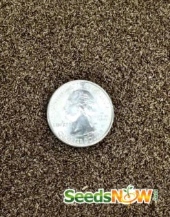 Tarragon (Dragon Wort) 23 Tarragon (Dragon Wort) -Speed now Tarragon seeds 3