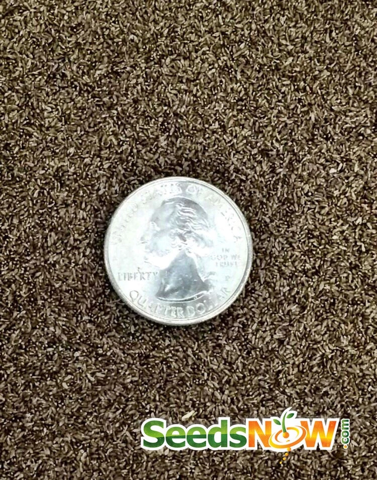 Tarragon (Dragon Wort) 13 Tarragon (Dragon Wort) - Image 11