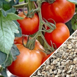 Tomato - Abraham (Abe) Lincoln (Indeterminate) -Speed now Tomato Abraham Abe Lincoln seeds