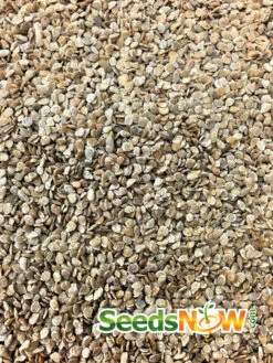 Tomato - Abraham (Abe) Lincoln (Indeterminate) -Speed now Tomato Abraham Abe Lincoln seeds 2