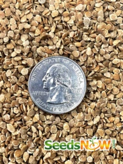 Tomato - Abraham (Abe) Lincoln (Indeterminate) -Speed now Tomato Abraham Abe Lincoln seeds 3