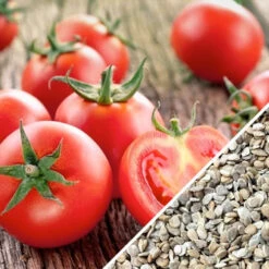 Tomato - Ace 55 (Determinate) -Speed now Tomato Ace55 seeds