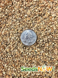 Tomato - Ace 55 (Determinate) -Speed now Tomato Ace55 seeds 2