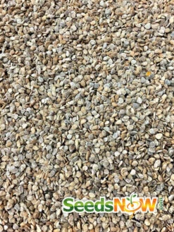 Tomato - Ace 55 (Determinate) -Speed now Tomato Ace55 seeds e51642f3 90e4 4a0e 8b55 14886343f073