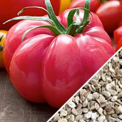 Tomato - Beefsteak, Pink (Indeterminate) -Speed now Tomato Beefsteak Pink seeds