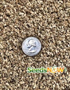 Tomato - Beefsteak, Pink (Indeterminate) -Speed now Tomato Beefsteak Pink seeds 2