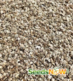 Tomato - Beefsteak, Pink (Indeterminate) -Speed now Tomato Beefsteak Pink seeds 3