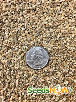 Tomato - Black Krim (Indeterminate) -Speed now Tomato Black Krim seeds 1