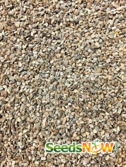 Tomato - Black Krim (Indeterminate) -Speed now Tomato Black Krim seeds 2