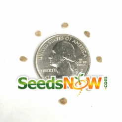 Tomato - Brandywine, Yellow (Indeterminate) -Speed now Tomato Brandywine Yellow seeds 1