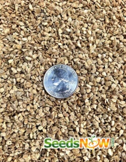 Tomato - Brandywine, Yellow (Indeterminate) -Speed now Tomato Brandywine Yellow seeds 2