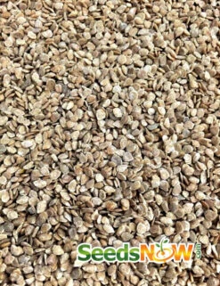 Tomato - Brandywine, Yellow (Indeterminate) -Speed now Tomato Brandywine Yellow seeds 3