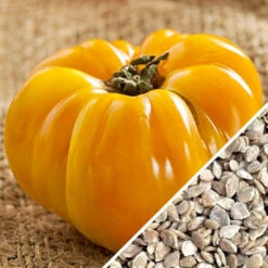 Tomato - Brandywine, Yellow (Indeterminate) -Speed now Tomato Brandywine Yellow seeds now
