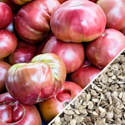 Tomato - Cherokee Purple (Indeterminate) 17 Tomato - Cherokee Purple (Indeterminate) -Speed now Tomato Cherokee Purple seeds