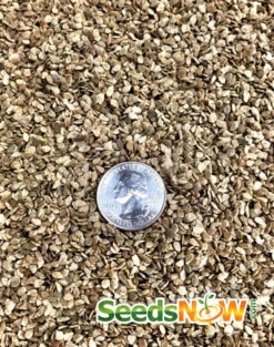 Tomato - Cherokee Purple (Indeterminate) 18 Tomato - Cherokee Purple (Indeterminate) -Speed now Tomato Cherokee Purple seeds 3