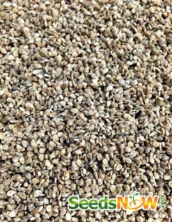 Tomato - Cherry, Black (Indeterminate) -Speed now Tomato Cherry Black seeds 2