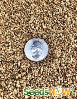 Tomato - Cherry, Black (Indeterminate) -Speed now Tomato Cherry Black seeds 3