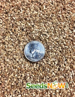 Tomato - Cherry, White (Indeterminate) -Speed now Tomato Cherry White seeds 3