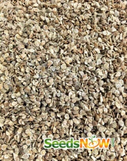 Tomato - Floradade (Determinate) -Speed now Tomato Floradade seeds 3