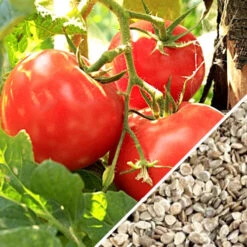 Tomato - Floradade (Determinate) -Speed now Tomato Floradade seeds now