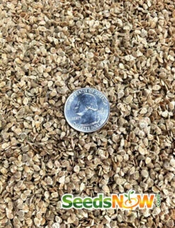 Tomato - Floradade (Determinate) -Speed now Tomato Floradadeseeds 2