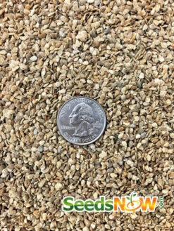 Tomato - Gardener's Delight/Sugar Lump (Indeterminate) -Speed now Tomato Gardener s Delight seeds 2