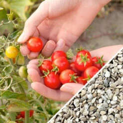 Tomato - Gardener's Delight/Sugar Lump (Indeterminate) -Speed now Tomato Gardener s Delight seeds now