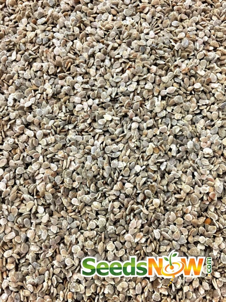 Tomato - Green Striped Zebra (Semi-determinate) 11 Tomato - Green Striped Zebra (Semi-determinate) - Image 9