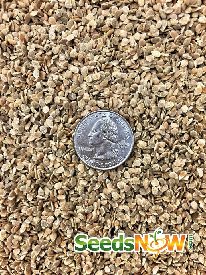 Tomato - Green Striped Zebra (Semi-determinate) 10 Tomato - Green Striped Zebra (Semi-determinate) - Image 8