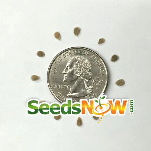 Tomato - Green Striped Zebra (Semi-determinate) 9 Tomato - Green Striped Zebra (Semi-determinate) - Image 7