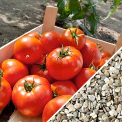 Tomato - Homestead (Determinate) -Speed now Tomato Homestead seeds