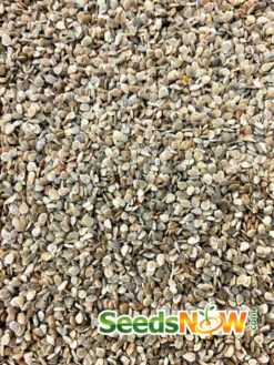 Tomato - Homestead (Determinate) -Speed now Tomato Homestead seeds 2