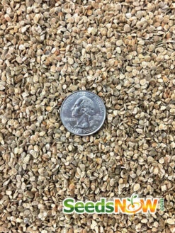 Tomato - Homestead (Determinate) -Speed now Tomato Homestead seeds 3