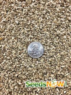 Tomato - Money Maker (Indeterminate) 20 Tomato - Money Maker (Indeterminate) -Speed now Tomato Money Maker seeds 1