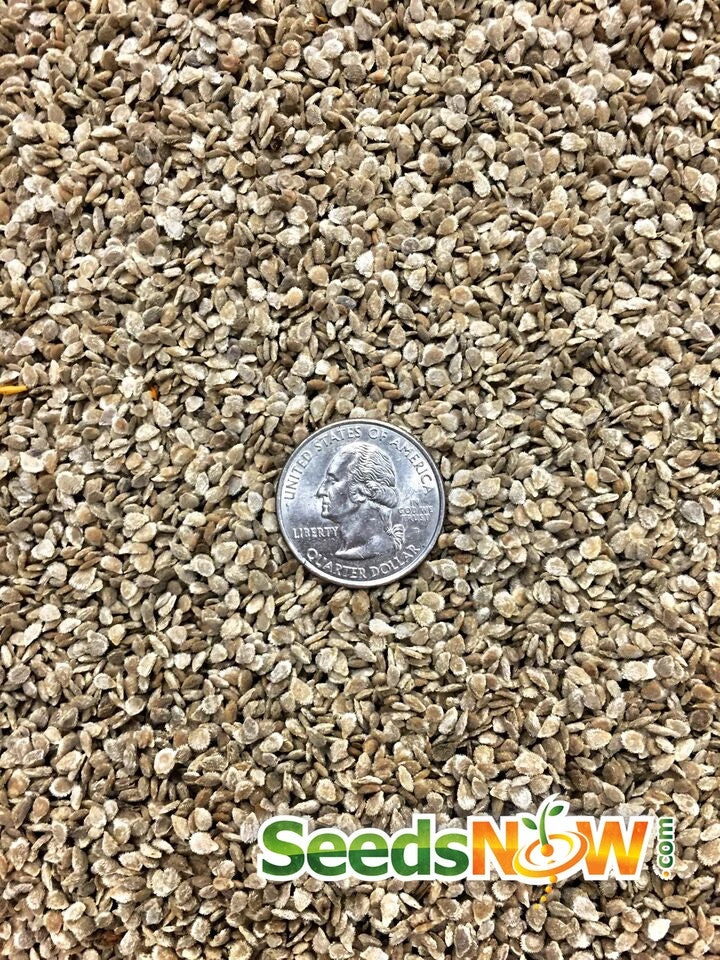 Tomato - Money Maker (Indeterminate) 11 Tomato - Money Maker (Indeterminate) - Image 9