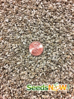 Tomato - Money Maker (Indeterminate) 21 Tomato - Money Maker (Indeterminate) -Speed now Tomato Money Maker seeds 2