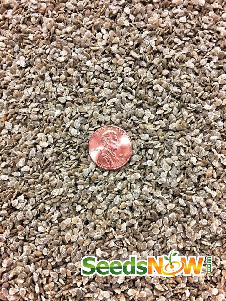 Tomato - Money Maker (Indeterminate) 12 Tomato - Money Maker (Indeterminate) - Image 10