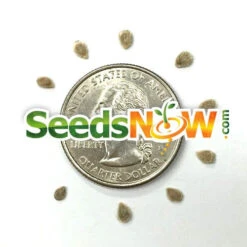 Tomato - Money Maker (Indeterminate) 18 Tomato - Money Maker (Indeterminate) -Speed now Tomato Money Maker seeds 4