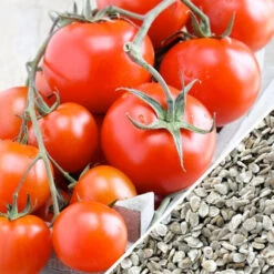 Tomato - Money Maker (Indeterminate) 17 Tomato - Money Maker (Indeterminate) -Speed now Tomato Money Maker seeds now