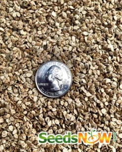 Tomato - Mortgage Lifter (Indeterminate) 16 Tomato - Mortgage Lifter (Indeterminate) -Speed now Tomato Mortgage Lifter seeds 2